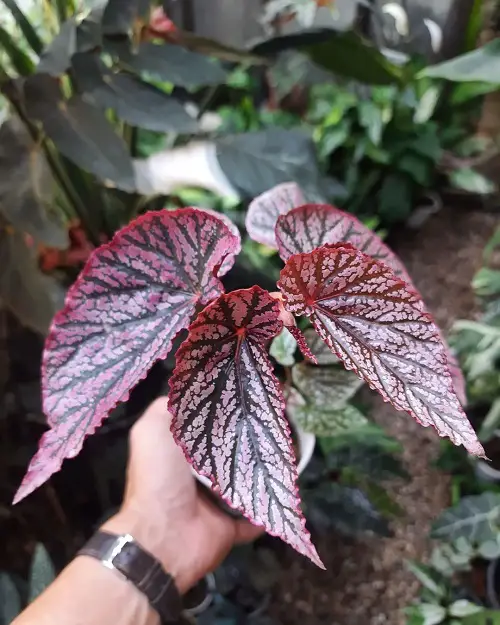 Pictures of Beautiful Pink-Leaved Begonias to Encourage You to Grow the Plant!