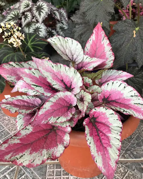 Stunning Images of Pink Leaves Begonias to Encourage You to Grow the Plant!