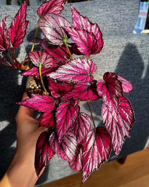 best Stunning Images of Pink Leaves Begonias to Encourage You to Grow the Plant!