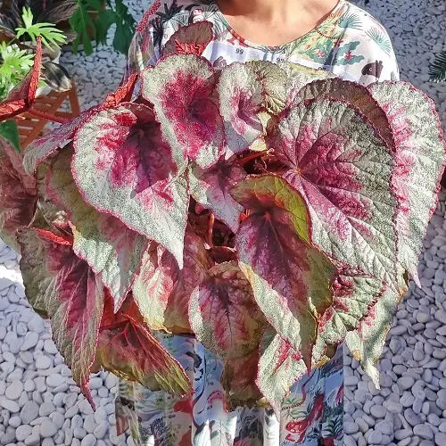 Images of Pink Leaves Begonias to Encourage You to Grow the Plant!
