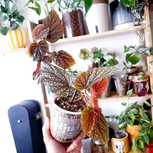 Stunning Images of Pink Leaves Begonias to Encourage You to Grow the Plant!