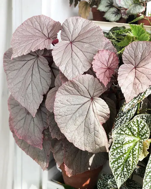 Gorgeous Photos of Pink-Leaved Begonias to Encourage You to Grow the Plant!