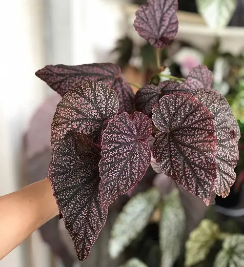 best Gorgeous Photos of Pink-Leaved Begonias to Encourage You to Grow the Plant!
