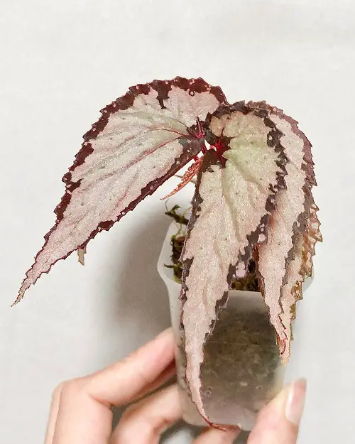 Beautiful Pink Begonia Pictures