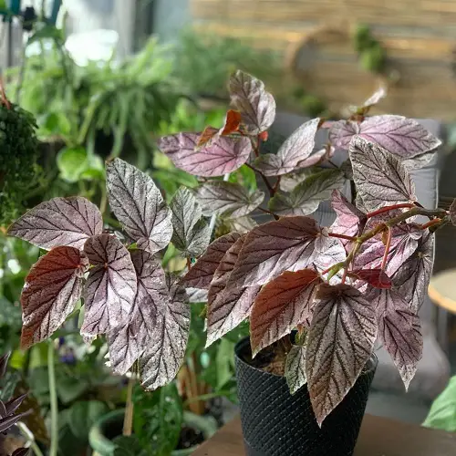 beautiful Photos of Pink-Leaved Begonias to Encourage You to Grow the Plant!