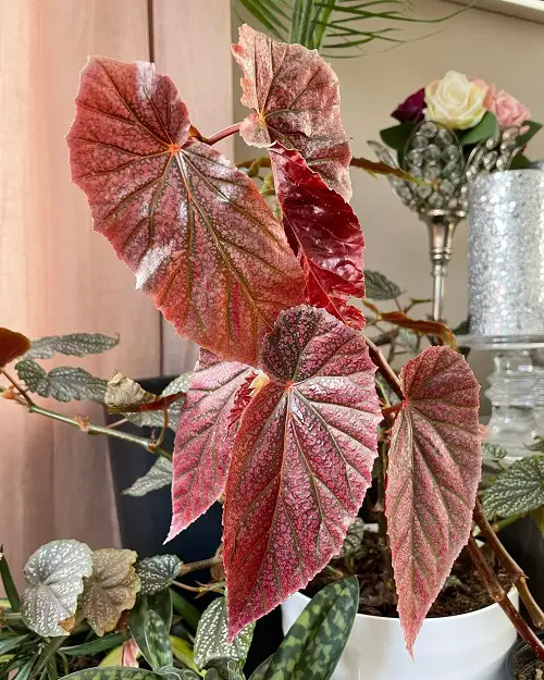 Pictures of Magnificent Pink-Leaved Begonias to Encourage You to Grow the Plant!
