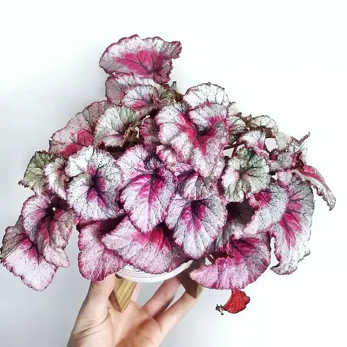 best Pictures of Magnificent Pink-Leaved Begonias to Encourage You to Grow the Plant!