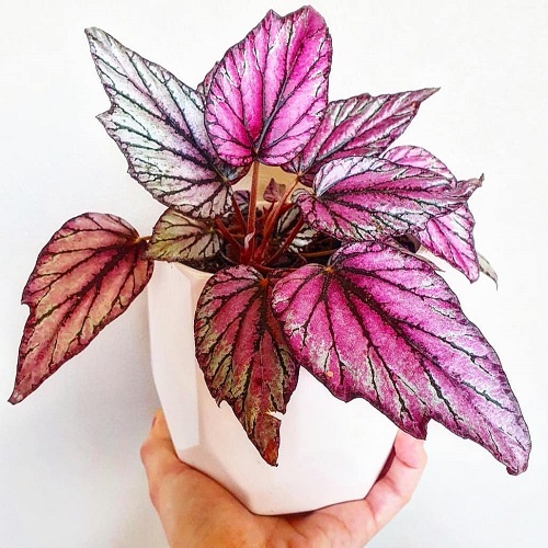 Stunning Photos of Pink Leaves Begonias to Encourage You to Grow the Plant!