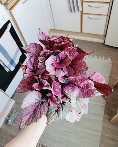 Beautiful Pink Begonia Pictures 50