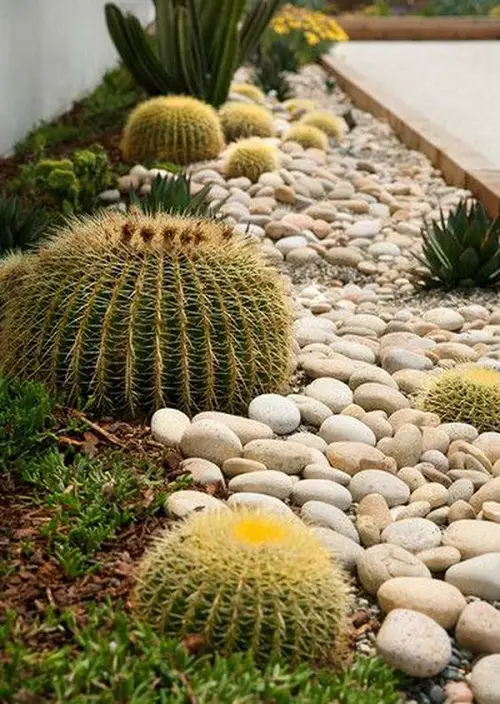 Barrel Cactus in a Flowerbed of Stones