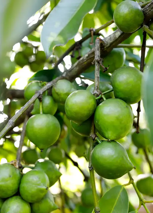 Outstanding Green Fruits With image