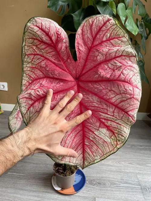How to Grow a Big Caladium