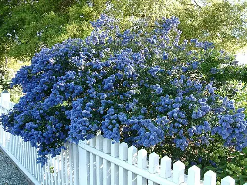 beautiful Shrubs to Grow Under the Oak Tree