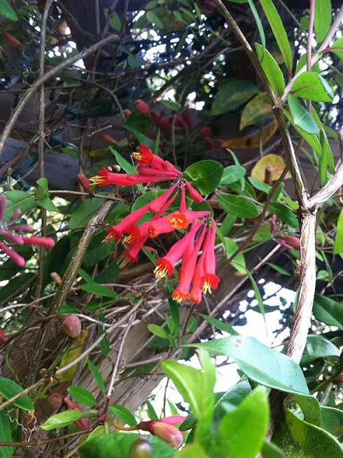 Many Varieties of Honeysuckle That You Can Grow