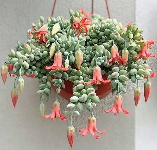 How To Grow Cotyledon Pendens Succulent