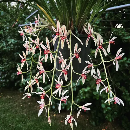 Top Cymbidium Orchid Types in yard