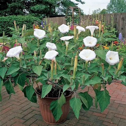 Stunning Flowers that Bloom at Night