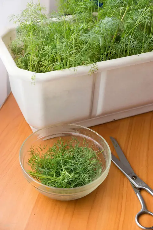 beautiful Best Herbs for Protection