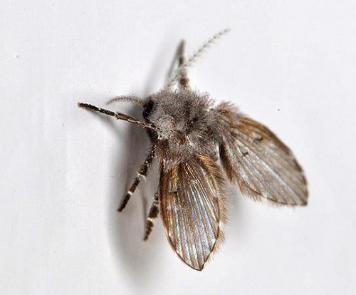 Ways on How to Get Rid of Drain Flies