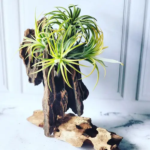 Air Plants in wooden pot