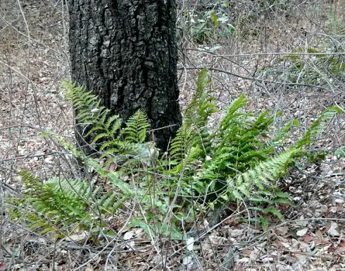 Ferns to Grow Under the Oak Tree