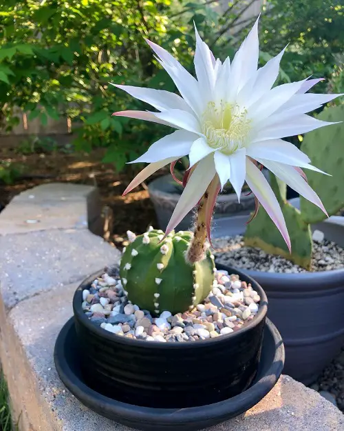 top Beautiful Blooming Flowers at Night