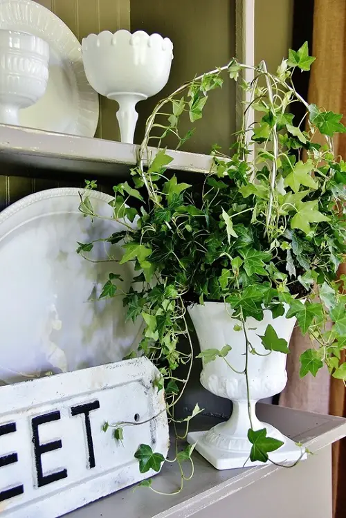 best Indoor Plant Cuttings that Look Good in Vases