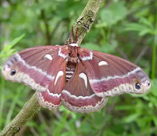 Magnificent Moths That Are Just as beautiful as Butterflies