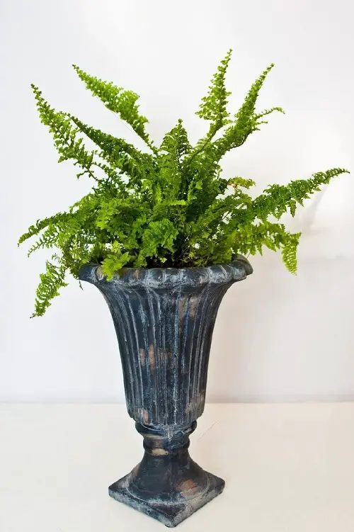 Amazing Vase-Appealing Indoor Plant Cuttings 