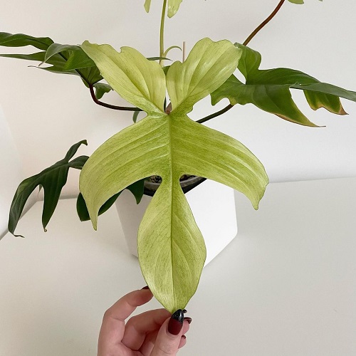 How to Grow Philodendron Florida Ghost Indoors | Philodendron pedatum Care 3