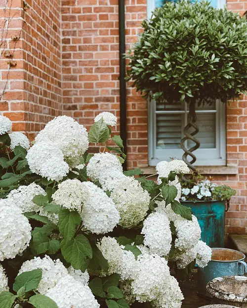 Stunning Annabelle Flowers Pictures