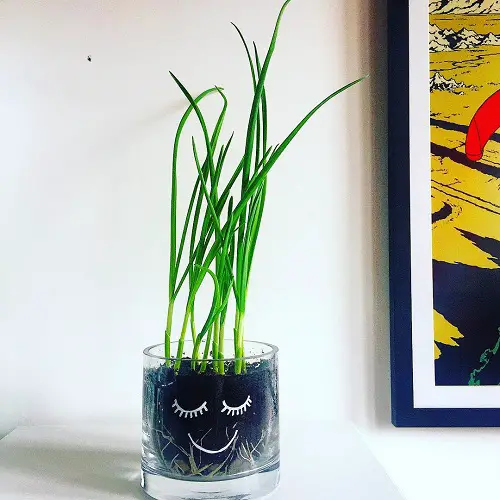 Kitchen Plants that Grow in Water in face glass
