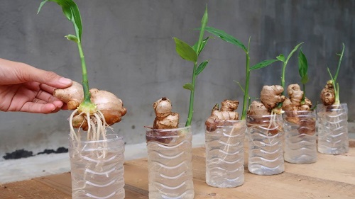 herb Plants that Grow in Water