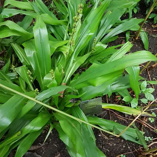 top Best African Herbs You Can Grow for Cooking