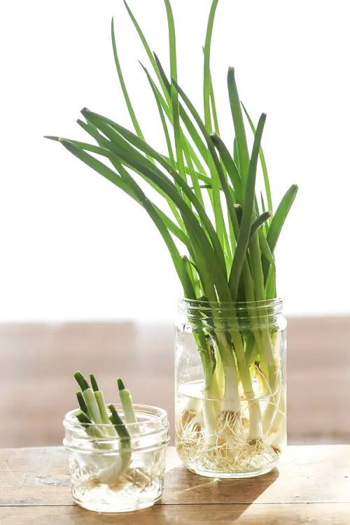 herb Kitchen Plants that Grow in Water