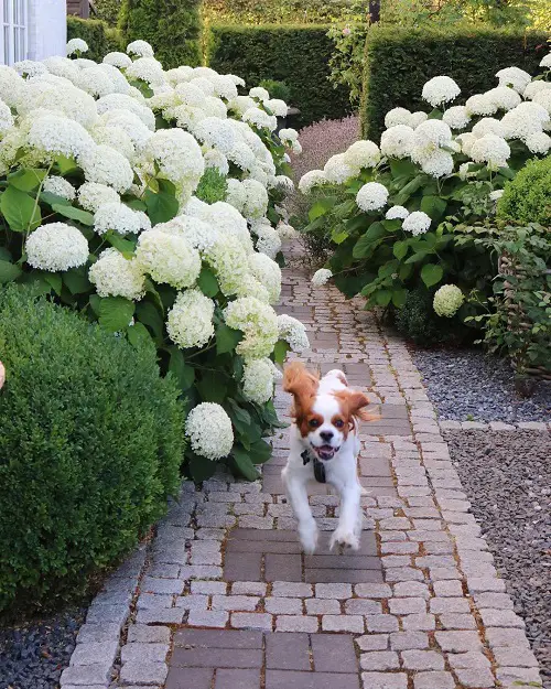 Annabelle Flowers Pictures in yard