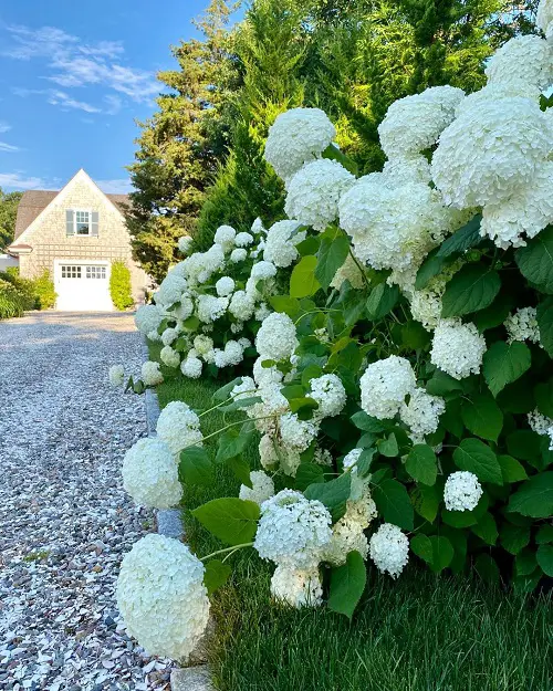 beautiful Stunning Annabelle Flowers Pictures