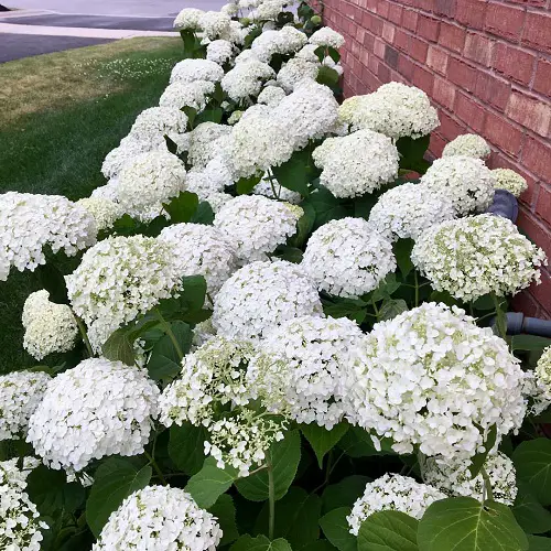 Annabelle Flowers Pictures