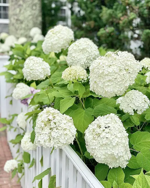 Stunning Annabelle Flowers Pictures in yard
