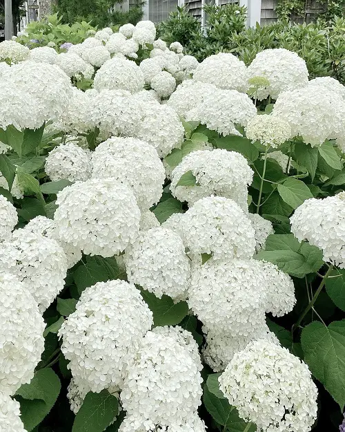 beautiful Stunning Annabelle Flowers Pictures