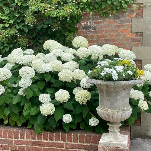 top Magnificent Images of Annabelle Flowers