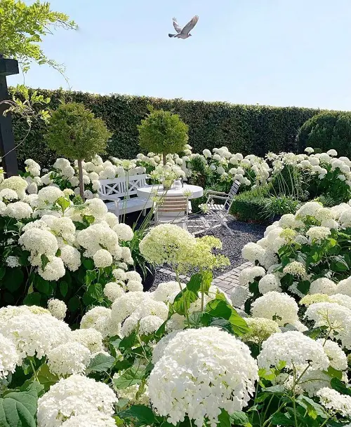 Amazing Wonderful Photos of Annabelle Flowers