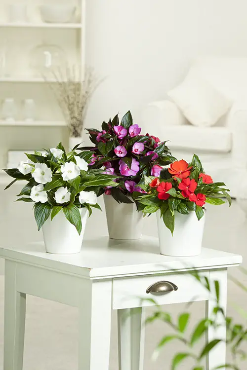 July Birth Flowers and Their Meanings Balsamine