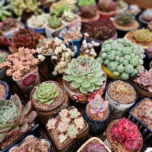 A Sea of Succulents