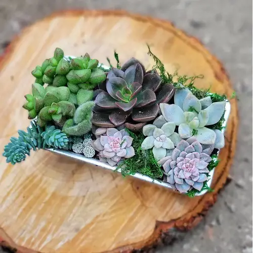 Rosette Platter Indoor Succulent Garden Ideas 16