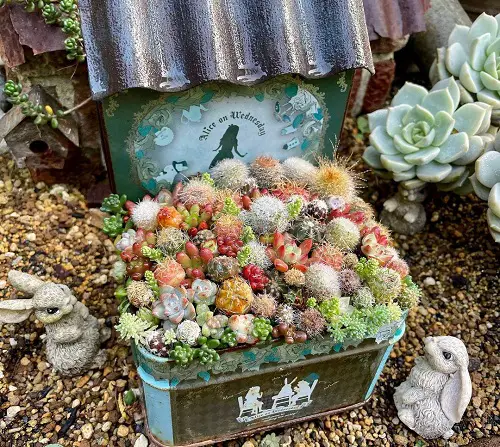 Succulents in Tin Box Along with Rabbit Figurines
