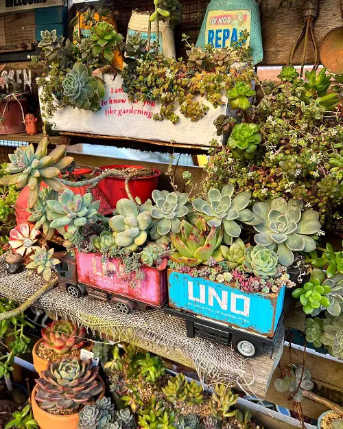 Dense Succulent Decorations