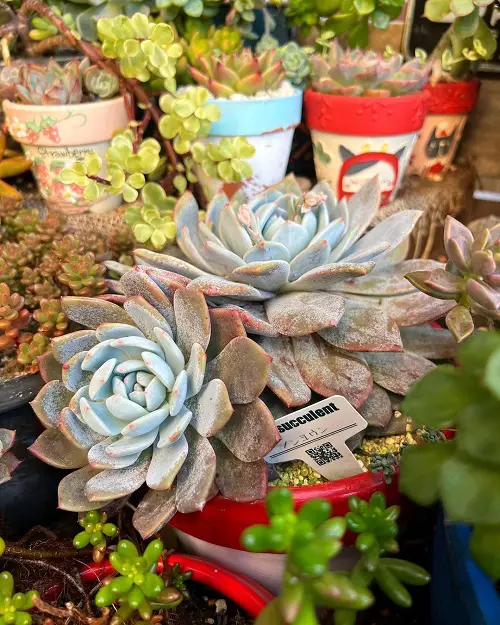 A Large Succulent Corner indoor garden