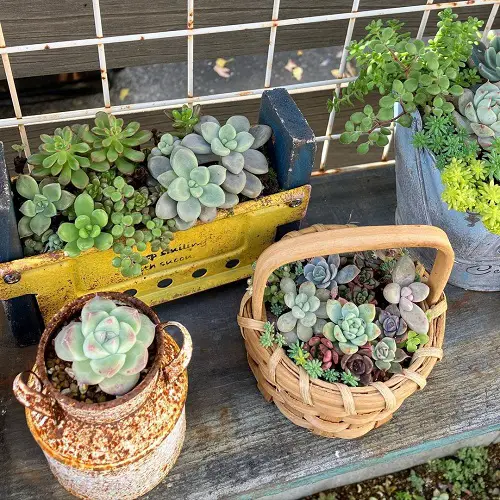 Tin Box, Milk Can, and a Basket of Succulents