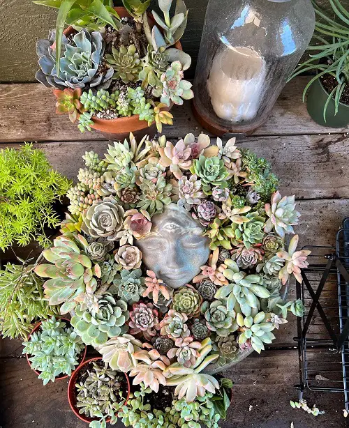 Indoor Succulents All Around! Garden Ideas 26